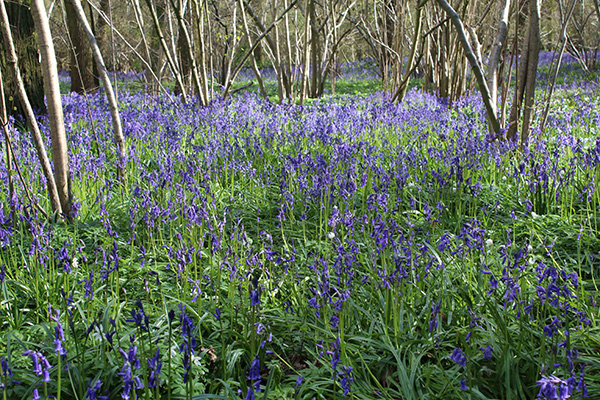 Woodland surveys